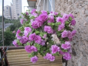 Сурфиния на балконе. Новые краски