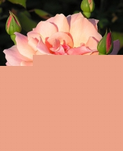 Афанасий Фет "Сентябрьская роза"